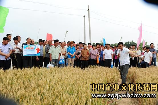 藍(lán)天化工:糧田測產(chǎn)帶來增產(chǎn)風(fēng)暴2.JPG